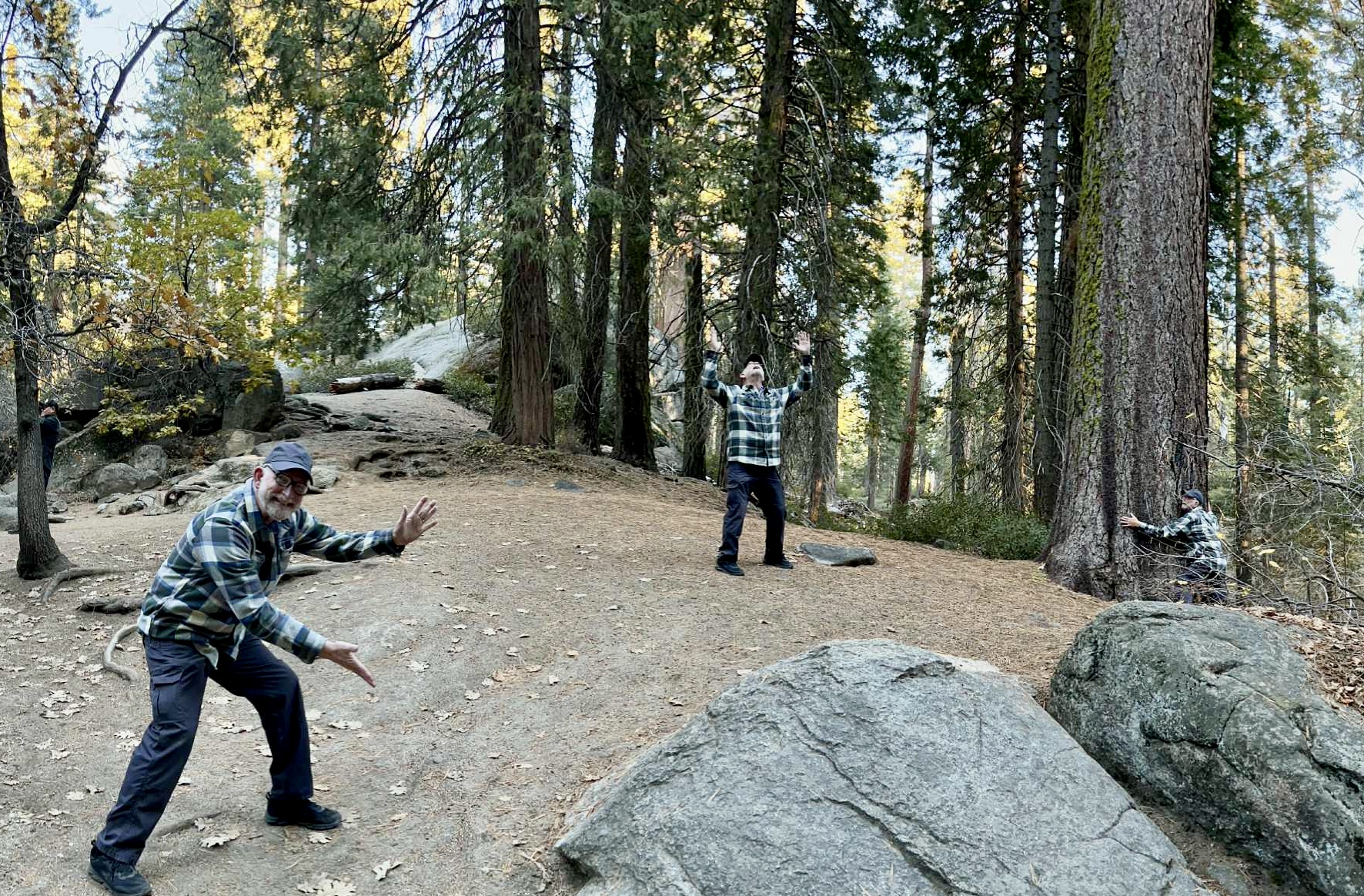 A Journey Through Sequoias